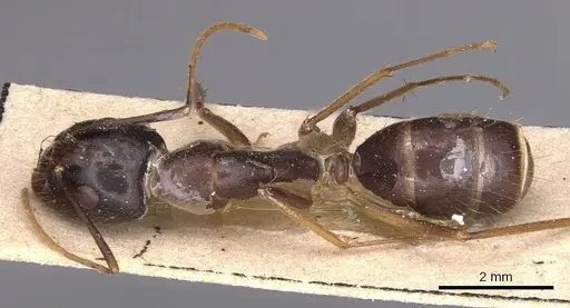 Camponotus novaehollandiae specimen CASENT0905325 image casent0905325_1
