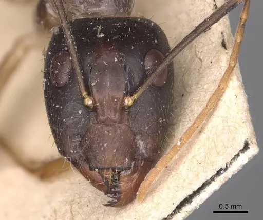 Camponotus novaehollandiae specimen CASENT0905325 image casent0905325_2