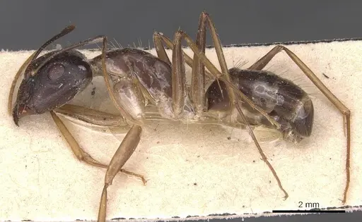 Camponotus novaehollandiae specimen CASENT0905325 image casent0905325_3