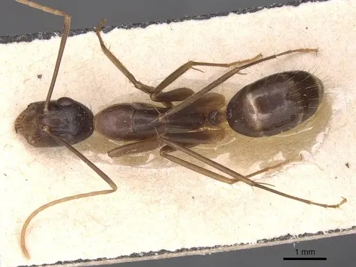 Camponotus novaehollandiae specimen CASENT0905326 image casent0905326_1