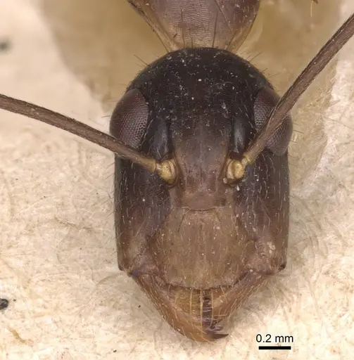 Camponotus novaehollandiae specimen CASENT0905326 image casent0905326_2