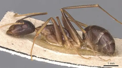 Camponotus novaehollandiae specimen CASENT0905326 image casent0905326_3