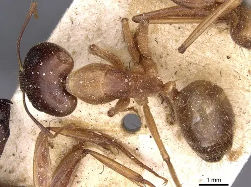 Camponotus novaehollandiae specimen CASENT0910177 image casent0910177_1