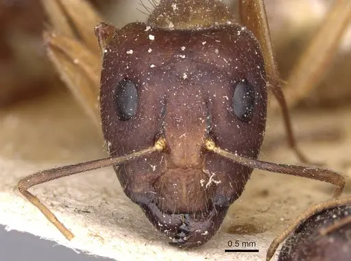 Camponotus novaehollandiae specimen CASENT0910177 image casent0910177_2