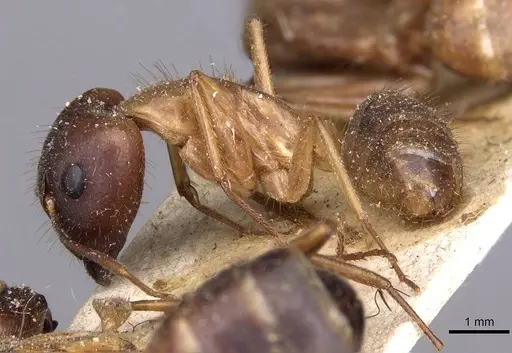 Camponotus novaehollandiae specimen CASENT0910177 image casent0910177_3