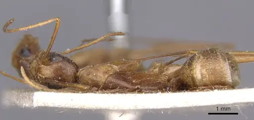 Camponotus novaehollandiae specimen CASENT0910178 image casent0910178_1