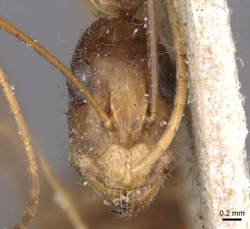 Camponotus novaehollandiae specimen CASENT0910178 image casent0910178_2