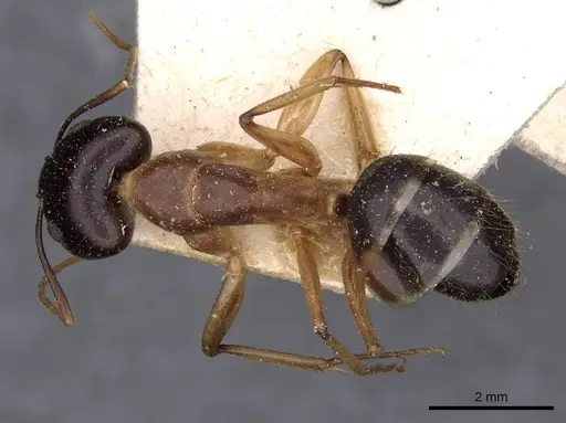Camponotus novaehollandiae specimen CASENT0910179 image casent0910179_1