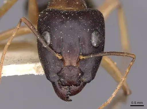 Camponotus novaehollandiae specimen CASENT0910179 image casent0910179_2