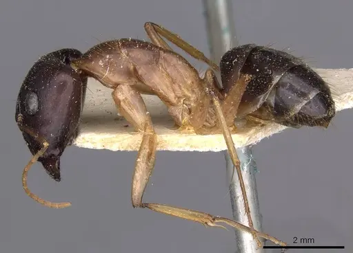 Camponotus novaehollandiae specimen CASENT0910179 image casent0910179_3