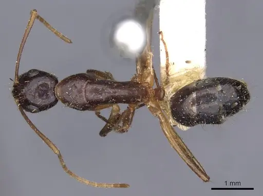 Camponotus novaehollandiae specimen CASENT0910180 image casent0910180_1