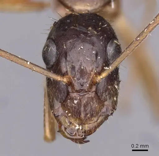 Camponotus novaehollandiae specimen CASENT0910180 image casent0910180_2