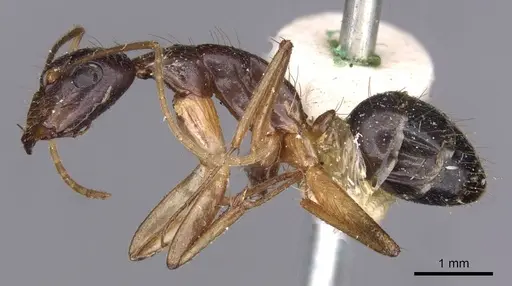 Camponotus novaehollandiae specimen CASENT0910180 image casent0910180_3