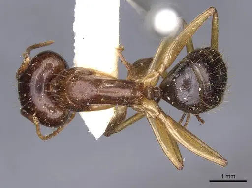 Camponotus novaehollandiae specimen CASENT0910183 image casent0910183_1
