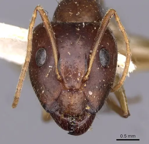 Camponotus novaehollandiae specimen CASENT0910183 image casent0910183_2