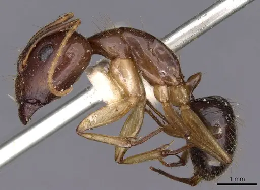 Camponotus novaehollandiae specimen CASENT0910183 image casent0910183_3