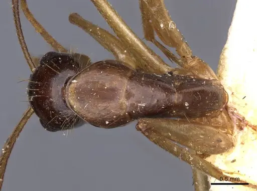 Camponotus novaehollandiae specimen CASENT0910184 image casent0910184_1