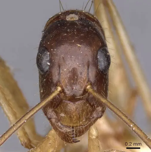 Camponotus novaehollandiae specimen CASENT0910184 image casent0910184_2