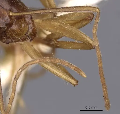 Camponotus novaehollandiae specimen CASENT0910184 image casent0910184_3