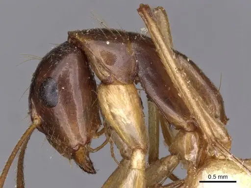 Camponotus novaehollandiae specimen CASENT0910184 image casent0910184_4