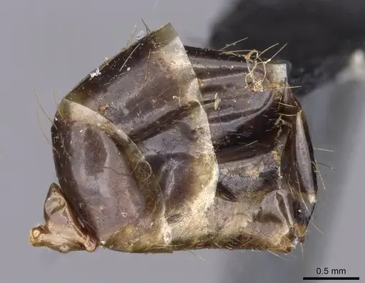 Camponotus novaehollandiae specimen CASENT0910184 image casent0910184_5