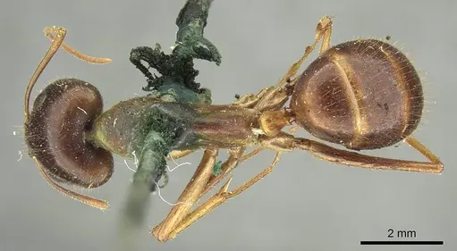 Camponotus novaehollandiae specimen CASENT0915764 image casent0915764_1