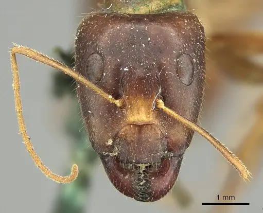 Camponotus novaehollandiae specimen CASENT0915764 image casent0915764_2