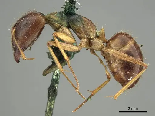 Camponotus novaehollandiae specimen CASENT0915764 image casent0915764_3