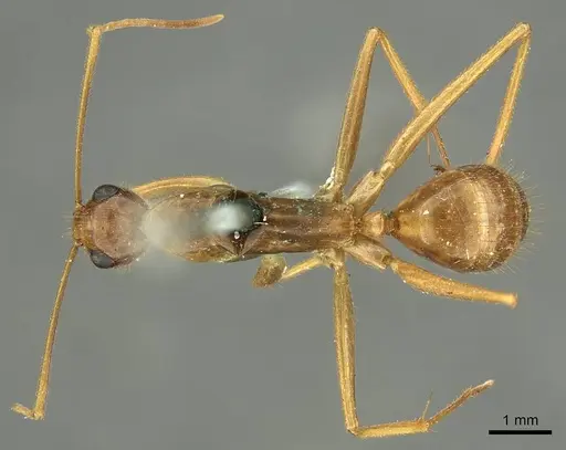 Camponotus novaehollandiae specimen CASENT0915765 image casent0915765_1