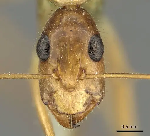Camponotus novaehollandiae specimen CASENT0915765 image casent0915765_2