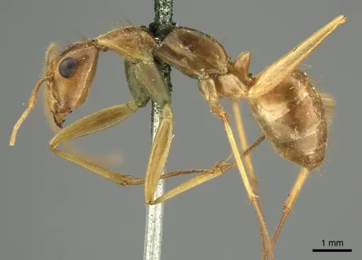 Camponotus novaehollandiae specimen CASENT0915765 image casent0915765_3