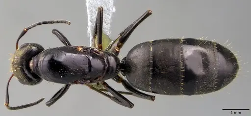 Camponotus novogranadensis specimen ANTWEB1041830 image antweb1041830_1