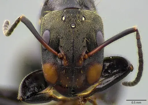 Camponotus novogranadensis specimen ANTWEB1041830 image antweb1041830_2