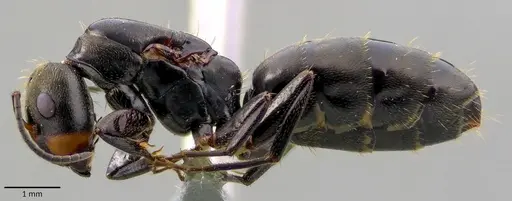 Camponotus novogranadensis specimen ANTWEB1041830 image antweb1041830_3