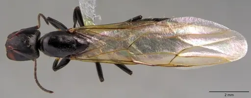Camponotus novogranadensis specimen ANTWEB1060142 image antweb1060142_1