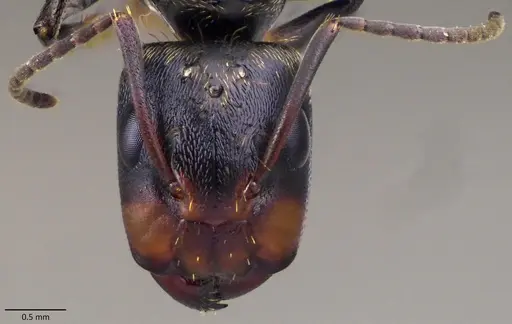 Camponotus novogranadensis specimen ANTWEB1060142 image antweb1060142_2