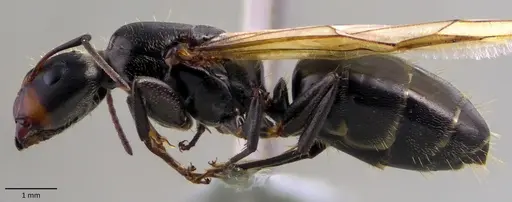 Camponotus novogranadensis specimen ANTWEB1060142 image antweb1060142_3