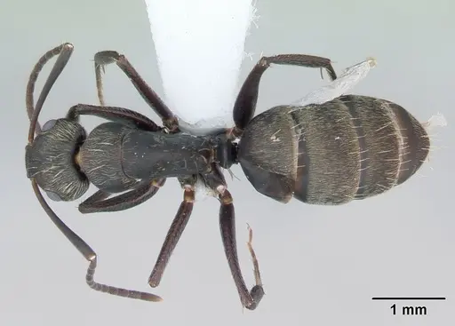 Camponotus novogranadensis specimen CASENT0173434 image casent0173434_1