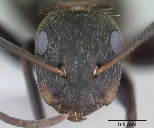 Camponotus novogranadensis specimen CASENT0173434 image casent0173434_2