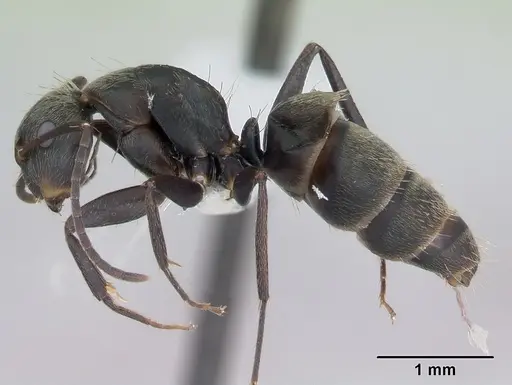 Camponotus novogranadensis specimen CASENT0173434 image casent0173434_3