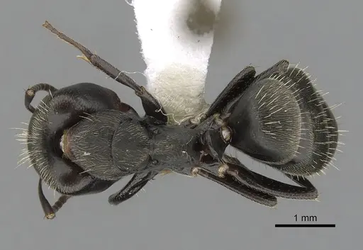 Camponotus novogranadensis specimen CASENT0280071 image casent0280071_1
