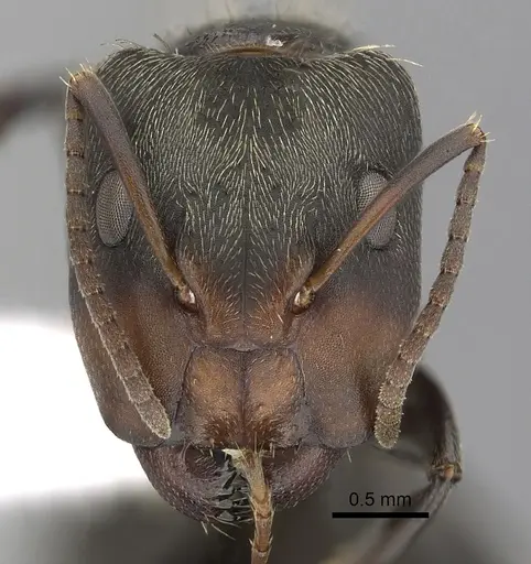 Camponotus novogranadensis specimen CASENT0280071 image casent0280071_2