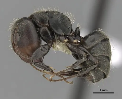 Camponotus novogranadensis specimen CASENT0280071 image casent0280071_3