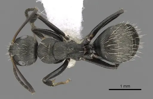 Camponotus novogranadensis specimen CASENT0280072 image casent0280072_1