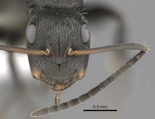 Camponotus novogranadensis specimen CASENT0280072 image casent0280072_2