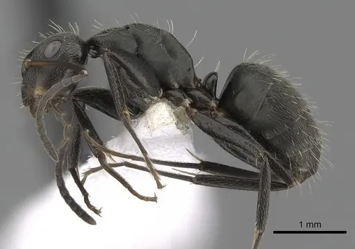 Camponotus novogranadensis specimen CASENT0280072 image casent0280072_3