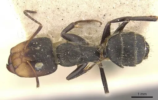 Camponotus novogranadensis specimen CASENT0910645 image casent0910645_1