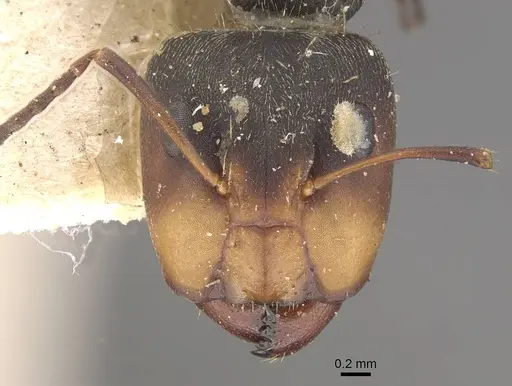 Camponotus novogranadensis specimen CASENT0910645 image casent0910645_2