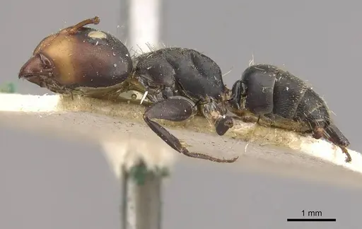 Camponotus novogranadensis specimen CASENT0910645 image casent0910645_3