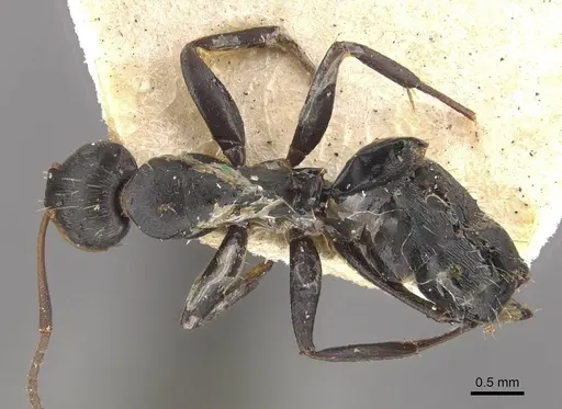 Camponotus novogranadensis specimen CASENT0910646 image casent0910646_1